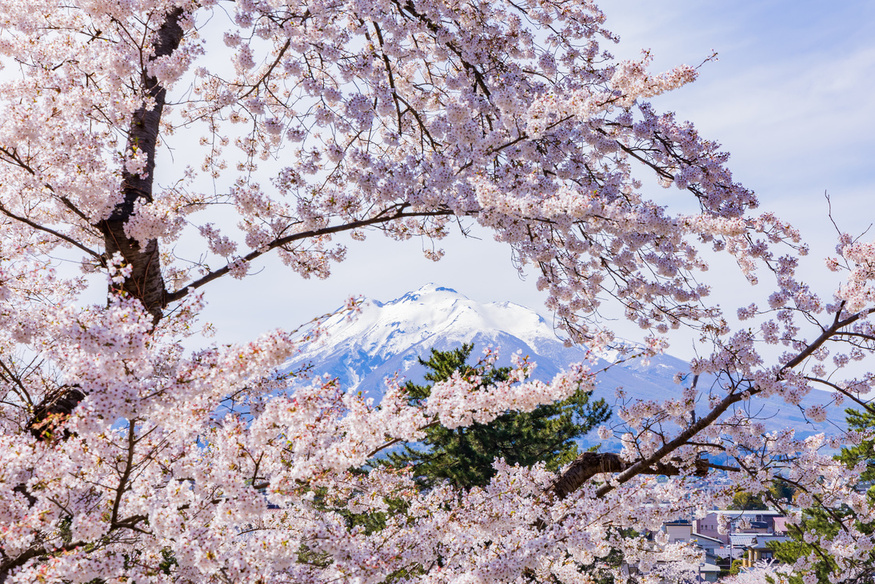 日本さくら名所100選　青森県弘前市　弘前公園の桜