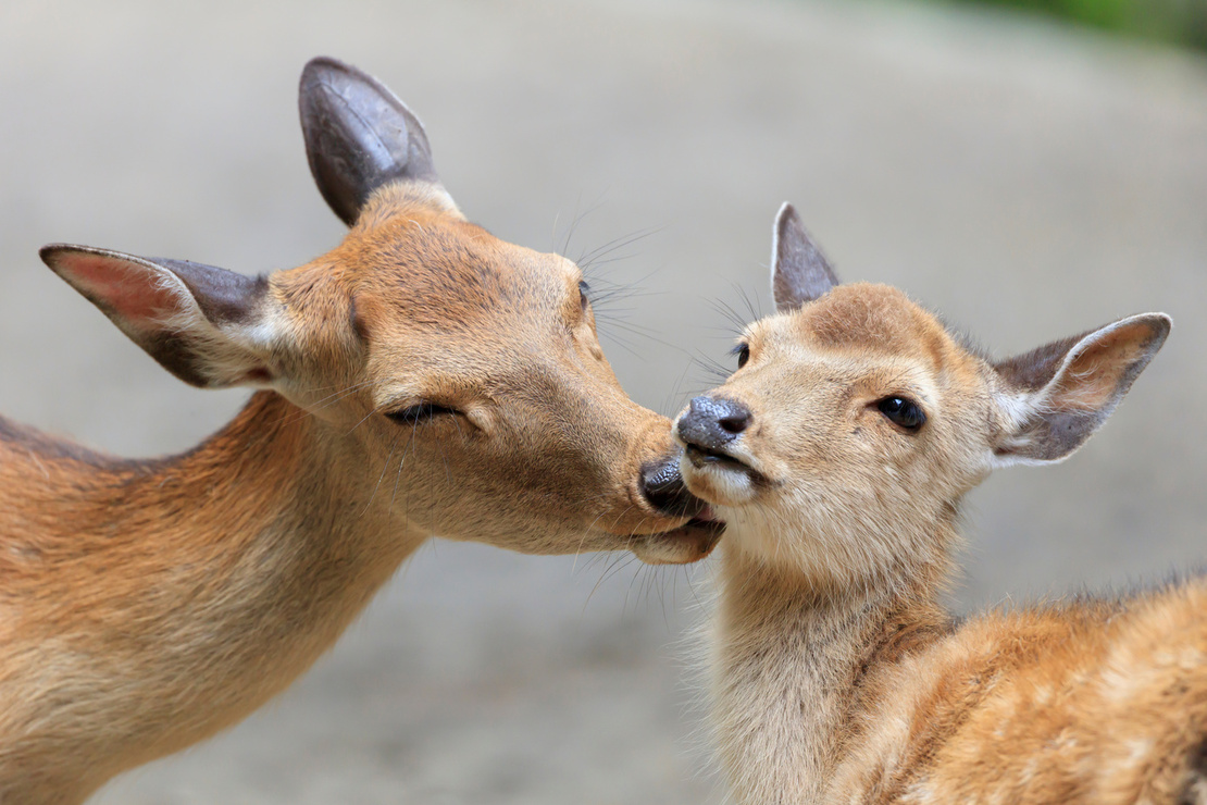 Deer parent and child - Nara Park, Japan