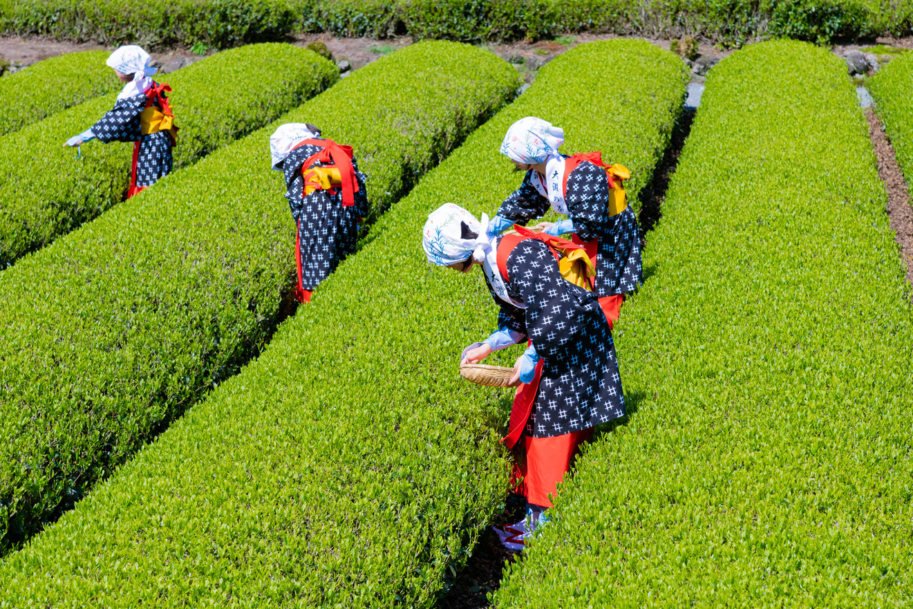 静岡県富士市　大淵笹場の茶畑　お茶まつり